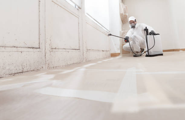 Black mold remediation team in White Stone